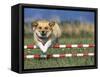 Corgi Jumping over Obstacle at Dog Agility Competition-Chase Swift-Framed Stretched Canvas