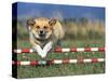 Corgi Jumping over Obstacle at Dog Agility Competition-Chase Swift-Stretched Canvas