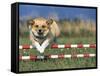 Corgi Jumping over Obstacle at Dog Agility Competition-Chase Swift-Framed Stretched Canvas