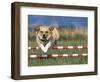 Corgi Jumping over Obstacle at Dog Agility Competition-Chase Swift-Framed Photographic Print