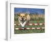 Corgi Jumping over Obstacle at Dog Agility Competition-Chase Swift-Framed Photographic Print