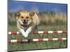 Corgi Jumping over Obstacle at Dog Agility Competition-Chase Swift-Mounted Photographic Print