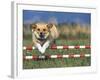 Corgi Jumping over Obstacle at Dog Agility Competition-Chase Swift-Framed Photographic Print