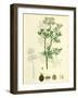 Coriandrum Sativum Common Coriander-null-Framed Giclee Print