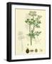 Coriandrum Sativum Common Coriander-null-Framed Giclee Print