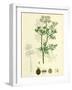 Coriandrum Sativum Common Coriander-null-Framed Giclee Print