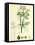 Coriandrum Sativum Common Coriander-null-Framed Stretched Canvas