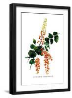 Coriaria Terminalis-H.g. Moon-Framed Art Print