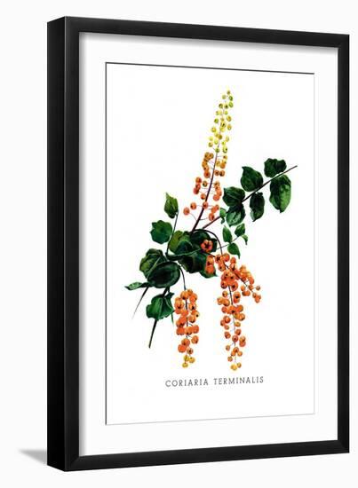 Coriaria Terminalis-H.g. Moon-Framed Art Print