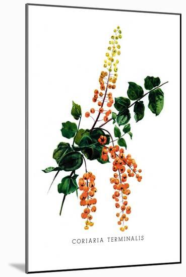 Coriaria Terminalis-H.g. Moon-Mounted Art Print