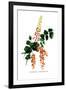 Coriaria Terminalis-H.g. Moon-Framed Art Print