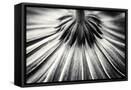 Framed Canvas