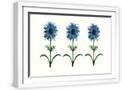 White Frame