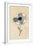 White Frame