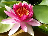 Pink Water Lily in Closeup-Corinne Vella-Mounted Photographic Print