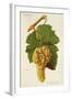 Corinthe Blanc Grape-J. Troncy-Framed Giclee Print