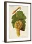 Corinthe Blanc Grape-J. Troncy-Framed Giclee Print