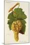 Corinthe Blanc Grape-J. Troncy-Mounted Giclee Print