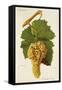 Corinthe Blanc Grape-J. Troncy-Framed Stretched Canvas