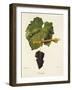 Corinthe Grape-J. Troncy-Framed Giclee Print