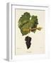 Corinthe Grape-J. Troncy-Framed Giclee Print