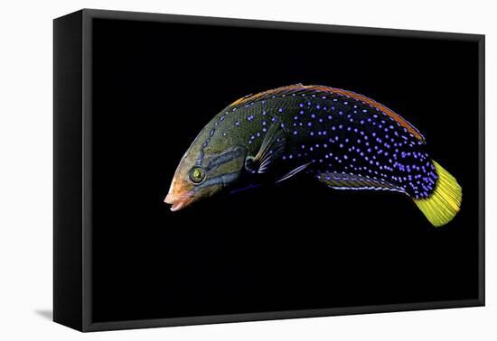 Coris Gaimard Africana (Yellowtail Wrasse, African Coris, Yellowtail Coris)-Paul Starosta-Framed Stretched Canvas