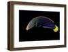 Coris Gaimard Africana (Yellowtail Wrasse, African Coris, Yellowtail Coris)-Paul Starosta-Framed Photographic Print