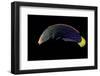 Coris Gaimard Africana (Yellowtail Wrasse, African Coris, Yellowtail Coris)-Paul Starosta-Framed Photographic Print