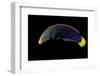 Coris Gaimard Africana (Yellowtail Wrasse, African Coris, Yellowtail Coris)-Paul Starosta-Framed Photographic Print