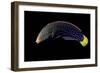 Coris Gaimard Africana (Yellowtail Wrasse, African Coris, Yellowtail Coris)-Paul Starosta-Framed Photographic Print