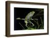 Corixa Sp. (Water Boatman)-Paul Starosta-Framed Photographic Print