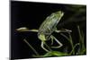 Corixa Sp. (Water Boatman)-Paul Starosta-Mounted Photographic Print