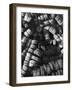 Cork Floats-null-Framed Photographic Print