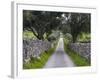 Cork oak in the Alentejo. Portugal-Martin Zwick-Framed Photographic Print