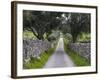 Cork oak in the Alentejo. Portugal-Martin Zwick-Framed Photographic Print