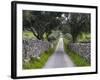 Cork oak in the Alentejo. Portugal-Martin Zwick-Framed Photographic Print