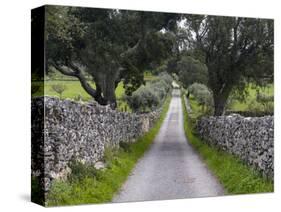 Cork oak in the Alentejo. Portugal-Martin Zwick-Stretched Canvas