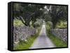 Cork oak in the Alentejo. Portugal-Martin Zwick-Framed Stretched Canvas