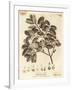 Cork Oak, Quercus Suber., 1776 (Engraving)-Johann Sebastien Muller-Framed Giclee Print