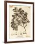 Cork Oak, Quercus Suber., 1776 (Engraving)-Johann Sebastien Muller-Framed Giclee Print