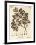 Cork Oak, Quercus Suber., 1776 (Engraving)-Johann Sebastien Muller-Framed Giclee Print