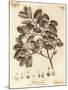 Cork Oak, Quercus Suber., 1776 (Engraving)-Johann Sebastien Muller-Mounted Giclee Print