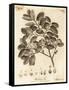 Cork Oak, Quercus Suber., 1776 (Engraving)-Johann Sebastien Muller-Framed Stretched Canvas