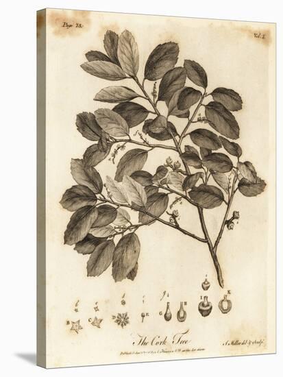 Cork Oak, Quercus Suber., 1776 (Engraving)-Johann Sebastien Muller-Stretched Canvas