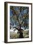 Cork Oak (Quercus Suber) Trees-Bob Gibbons-Framed Photographic Print