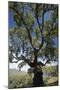 Cork Oak (Quercus Suber) Trees-Bob Gibbons-Mounted Photographic Print