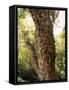 Cork Oak Tree (Quercus Suber), Botanic Gardens, Wellington, North Island, New Zealand, Pacific-Nick Servian-Framed Stretched Canvas