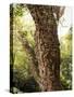 Cork Oak Tree (Quercus Suber), Botanic Gardens, Wellington, North Island, New Zealand, Pacific-Nick Servian-Stretched Canvas