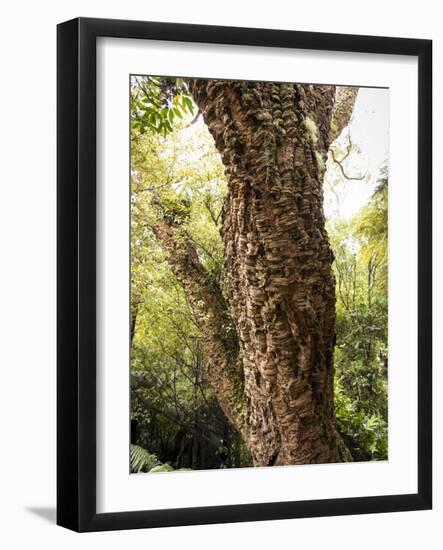 Cork Oak Tree (Quercus Suber), Botanic Gardens, Wellington, North Island, New Zealand, Pacific-Nick Servian-Framed Photographic Print