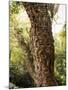 Cork Oak Tree (Quercus Suber), Botanic Gardens, Wellington, North Island, New Zealand, Pacific-Nick Servian-Mounted Photographic Print